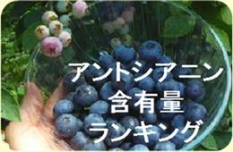アントシアニンの含有量から見るサプリランキング